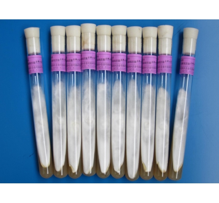 天麻萌發(fā)菌母種、原種、栽培種